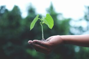Person holding plant in hand